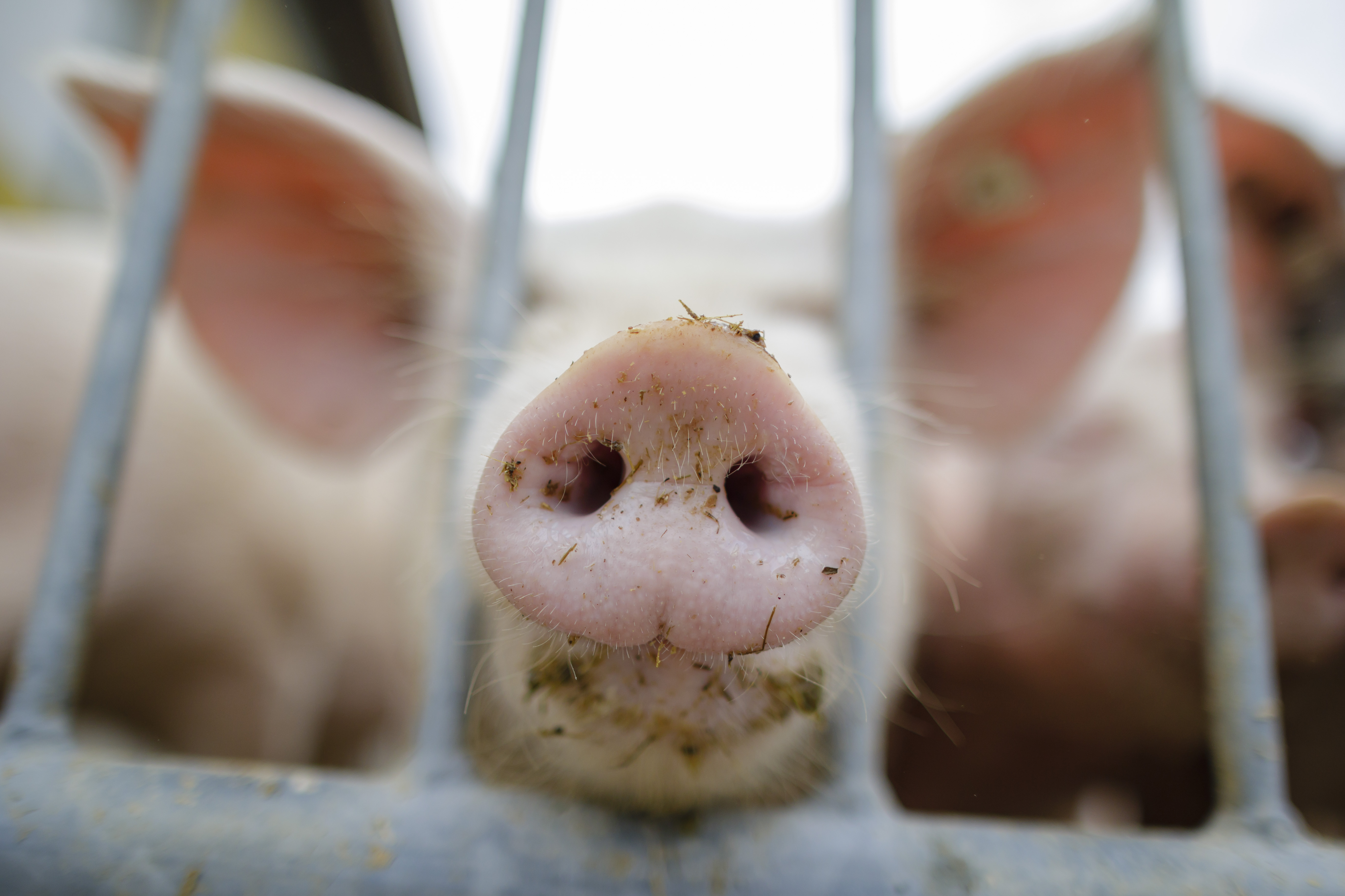 Armes Schwein: Im System der Tierindustrie wird ein Schwein nur sechs Monate alt, obwohl es eine biologische Lebenserwartung von zehn Jahren hätte.