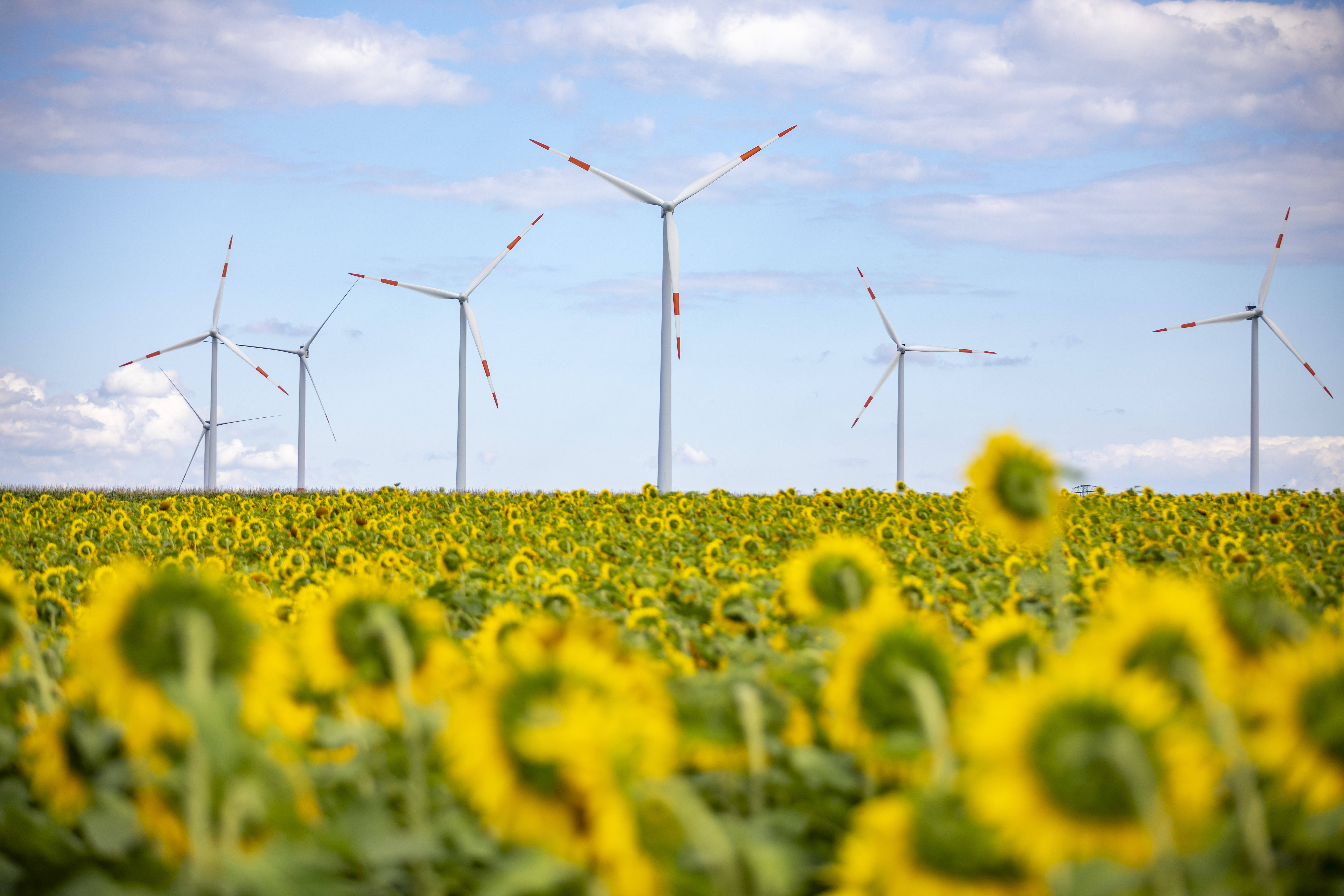 Die SPD kann Klimaschutz und soziale Gerechtigkeit bringen. Dafür muss sie aber ihre Arbeitsstrukturen ändern.