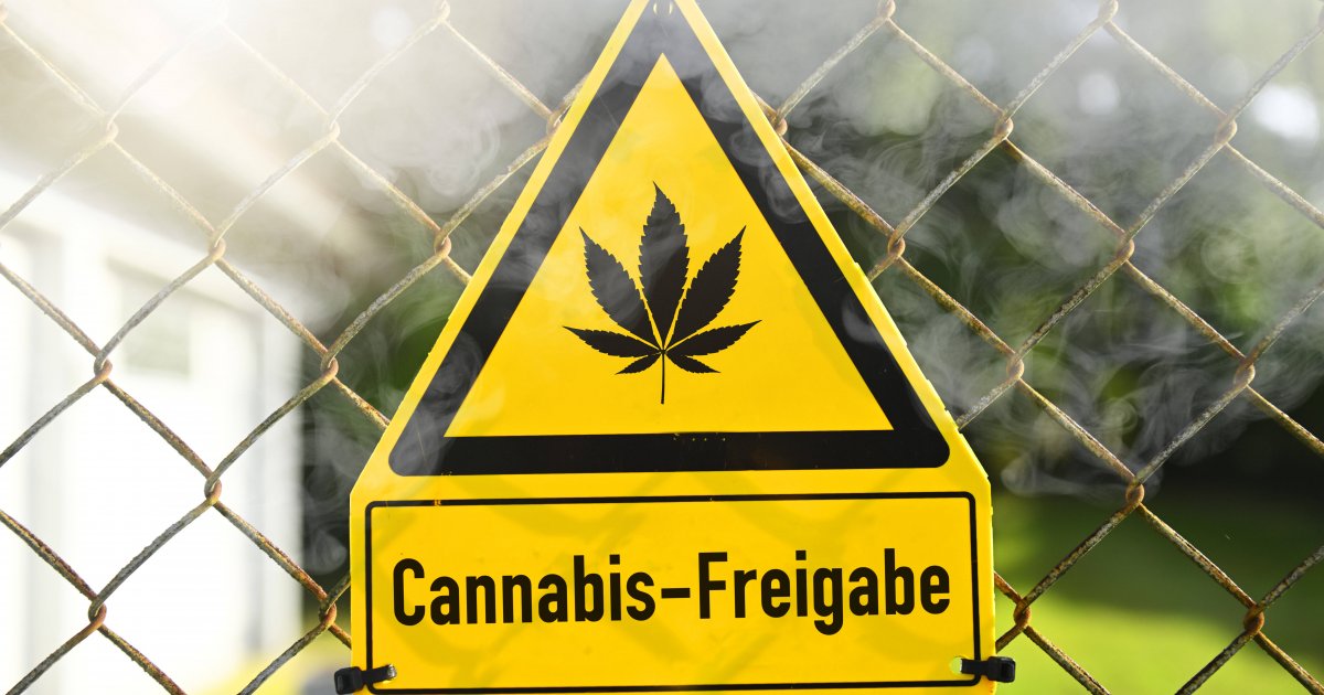 Warum Die Legalisierung Von Cannabis In Zwei Schritten Erfolgen Soll ...